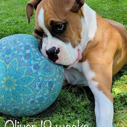 Boxer Puppies from Starlight Boxer Corner