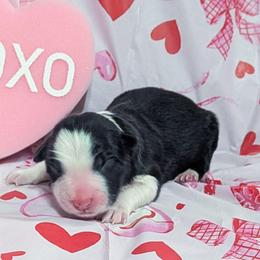 Heart - Black and white female Border Collie puppy in Raccoon, Kentucky from Skyline Border Collies