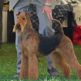 Delaney - Airedale Terrier