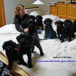Giant Schnauzer Puppies from Clear Days Giant Schnauzers