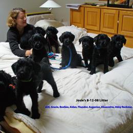 Giant Schnauzer Puppies from Clear Days Giant Schnauzers
