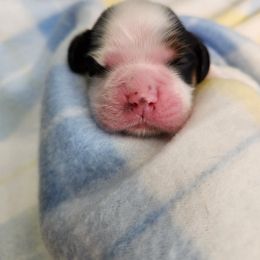 Boy 2 - Black white and tan Cocker Spaniel puppy in Northampton, Pennsylvania from ChristMos Cockers