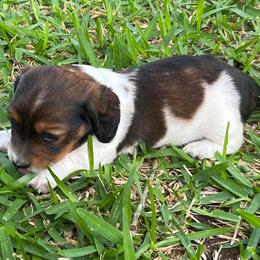 Tootsie - Chocolate and cream female Dachshund puppy in Austin, Texas from Glorious Minis