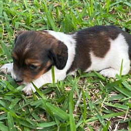 Tootsie - Chocolate and cream female Dachshund puppy in Austin, Texas from Glorious Minis