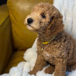 Pismo - Red  male Goldendoodle puppy in La Verne, California from Marshall Goldendoodles