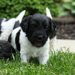 Schapendoes Puppies from Dream Star Schapendoes