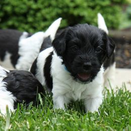 Schapendoes Puppies from Dream Star Schapendoes