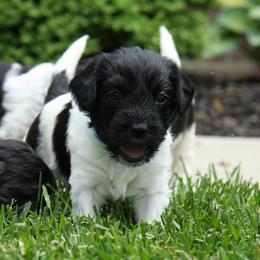 Schapendoes Puppies from Dream Star Schapendoes