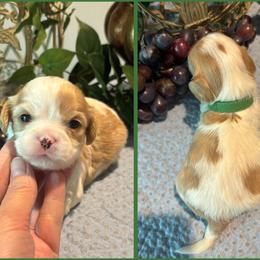 George - Blenheim male Cavatzu puppy in Oklahoma from Rocky Oak Cavaliers & Biewer Terriers LLC