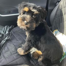 Cockapoos, Miniature Schnauzers, and Schnoodles from Rpuppies