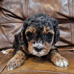 Peppy - Merle male Bernedoodle puppy in Decatur, Georgia from So Adoodable