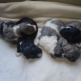 "Beautiful Tri Color Australian Mountain Doodle pups from Hollow x Gigi " Aussiedoodle Puppies from Native Elegant Doodles