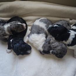 "Beautiful Tri Color Australian Mountain Doodle pups from Hollow x Gigi " Aussiedoodle Puppies from Native Elegant Doodles