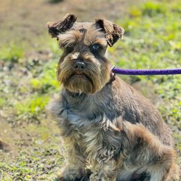 Cinnamon - Miniature Schnauzer