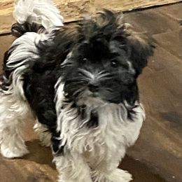 Havanese Puppies from Missing Creek Ranch