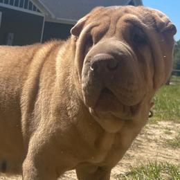 Jade - Chinese Shar-Pei