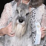Standard Schnauzers from Moon Flower Farm