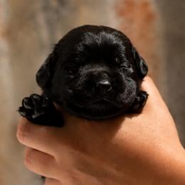 Blue Collar - Black male Labrador Retriever puppy in Madison, Wisconsin from Meritrust Labradors