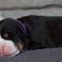 Dixie - Black, white and red female Greater Swiss Mountain Dog puppy in Gassaway, West Virginia from Rolling Hills Ranch and Kennels LLC