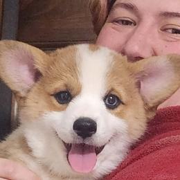 Pembroke Welsh Corgis from Rachael Singletary