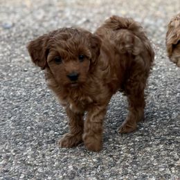 Nala - Red  female Goldendoodle puppy in Tucson, Arizona from JER Doodles
