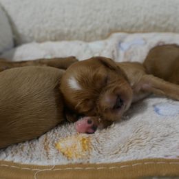 Sage - Ruby female Cavalier King Charles Spaniel puppy in Marcellus, Michigan from Coolcreek Pets