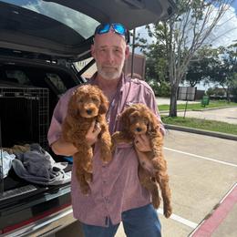 Light Blue Collar Female - Apricot female Goldendoodle puppy in Pasadena, Texas from Knightsbane Standard Poodles