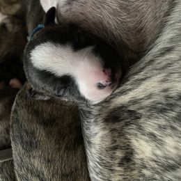 Whippet Puppies from Sara's Whippets