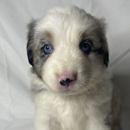 Dolly - Blue merle Australian Shepherd puppy in Quinlan, Texas from Murphy Ranch Australian Shepherds