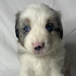Dolly - Blue merle Australian Shepherd puppy in Quinlan, Texas from Murphy Ranch Australian Shepherds
