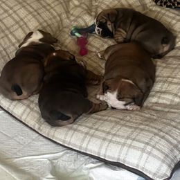 Bulldog Puppies from K&D Bulldogs