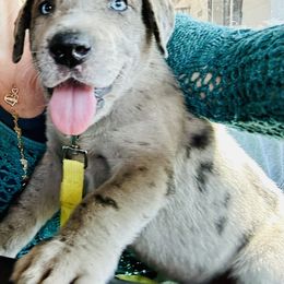 Great Dane Puppies from Florida Danes