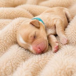 Huckleberry - Apricot male Goldendoodle puppy in Rocky Point, North Carolina from CelticDoods