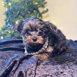 GIRL 2 - Black and tan female Yorkshire Terrier puppy in Loganville, Georgia from The Doggy Empire