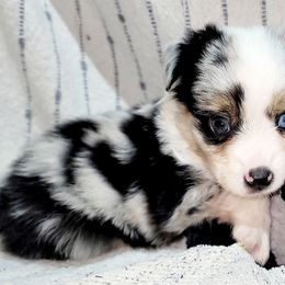 Dakota - Blue merle male Toy Australian Shepherd puppy in Garvin, Oklahoma from Hochatown Awesome Aussies