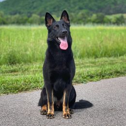 Diva - German Shepherd