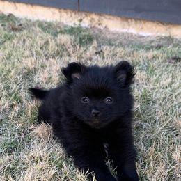 Pomeranian Puppies from Crosby Pom Squad