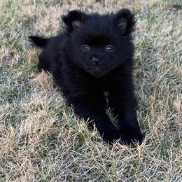Pomeranian Puppies from Crosby Pom Squad