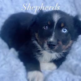Australian Shepherd Puppies from Saddle Creek Australian Shepherds