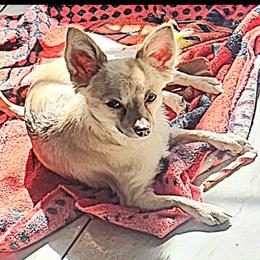 Brie - Black sabled fawn female Chihuahua puppy in Lake Placid, Florida from Heartland Chihuahua