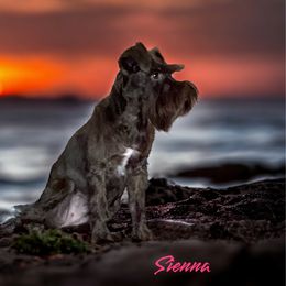 Sienna - Miniature Schnauzer