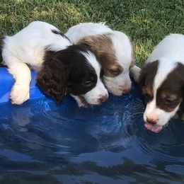 Brittany Puppies from Lizas Brittanies