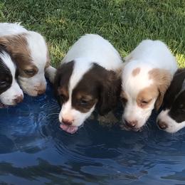 Brittany Puppies from Lizas Brittanies