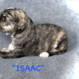 Isaac - Blue male Afghan Hound puppy in Kona, Hawaii from "Hounds of Heaven" - Afghan Hounds