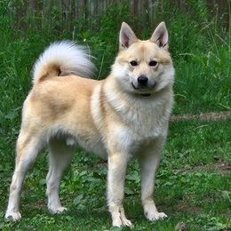 Gunner - Norwegian Buhund