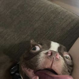 Buster - Boston Terrier