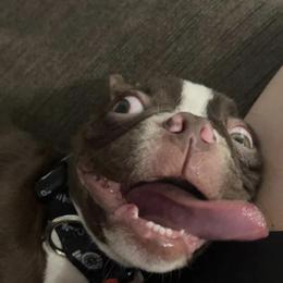 Buster - Boston Terrier