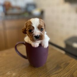 Cavalier King Charles Spaniel Puppies from Colorful Cavaliers