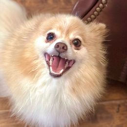 Razzle - Pomeranian