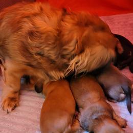Dachshund Puppies from CLARK'S BREEDING PROGRAM
